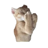 Historias Gatunas Gatos 9