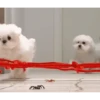 DogsFOFOS 14