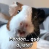 Hámsters divertidos!🐹 11