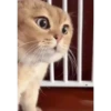 Historias Gatunas Gatos 20