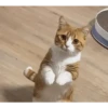 Gatos FoFoS 18