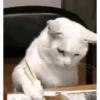 CAT 🩷 18