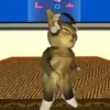 TikTok Gato Donato bailando 🎶😺 6