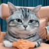 😄 Memes Random Tiktok 😄 5