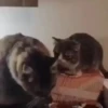 Gatitos😻💕 25