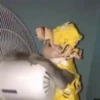 Monos y changuitos 10 🐒🦍🦧 13