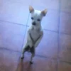 Memes de Cachorro engraçado 14
