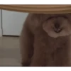DogsFOFOS 22