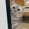 Cute Cat's 🐱🐾❤️ 7