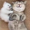 Gatitos😻💕 21