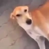 Memes 12