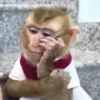 एनिमेटेड नन्हे बंदर 🐵 5