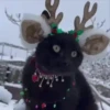 Pets no natal 10
