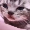 Ay mi gatito miau 😺Don Ramón🗣️ 24