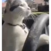 GATOS ANIMADOS ❤️🐈 9