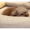 DogsFOFOS 6