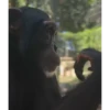 Monky amigos oficial 🐵 5