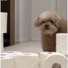 DogsFOFOS 8