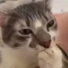 Gatos sin Sentido😺🖤 5