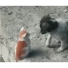 Gatos FoFoS 22