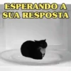 GATOS FOFOS E ENGRAÇADOS 😸 5