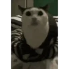 Historias Gatunas Gatos 18