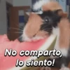 Hámsters divertidos!🐹 16