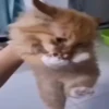 Ay mi gatito miau 😺Don Ramón🗣️ 26