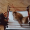 Ay mi gatito miau 😺Don Ramón🗣️ 18
