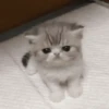 🌈🐈‍⬛✨️Gatos Funny Mood✨️🐈‍⬛🌈 12