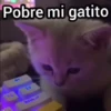 Pobre mi gatito