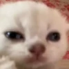 🌈🐈‍⬛✨️Gatos Funny Mood✨️🐈‍⬛🌈 21