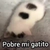 Pobre mi gatito