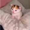 Gatos sin Sentido😺🖤 8