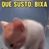 GATOS FOFOS E ENGRAÇADOS 😸 9