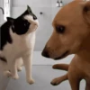 GIFs de Cachorros Reações 3 🐶 15