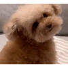 DogsFOFOS 18