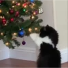 Pets no natal 5