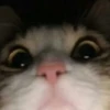 🌈🐈‍⬛✨️Gatos Funny Mood✨️🐈‍⬛🌈 26