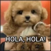 🐾⋆Perros|Dogs|Perritos🐾° 13