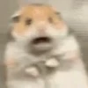 Hamster gifs baixa qualidade  17