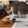 Gatos FoFoS 19