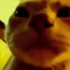 GATOS ANIMADOS 😭 8