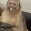 एनिमेटेड नन्हे बंदर 🐵 14