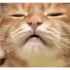 Gatos FoFoS 15