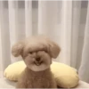 DogsFOFOS 15
