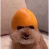 DogsFOFOS 21