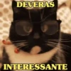 GATOS FOFOS E ENGRAÇADOS 😸 11