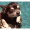 Cachorro Gif 5