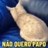 GATOS FOFOS E ENGRAÇADOS 😸 7